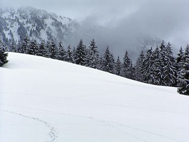 Nuage sapins et neige