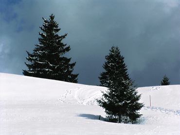 Paysage avec sapins et piste de ski