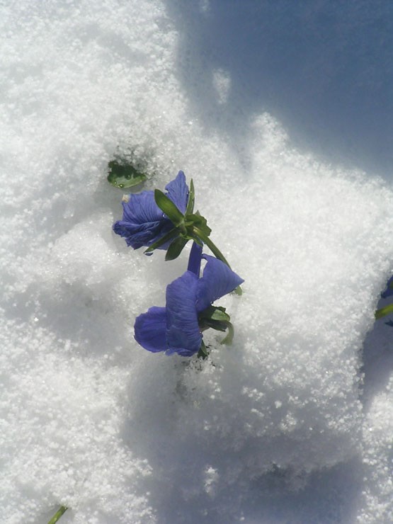 Pensées ensevelies sous la neige