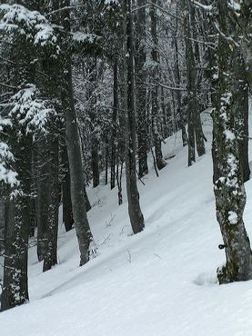 Pente de bois avec neige