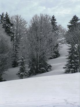 Pente boisée et neige