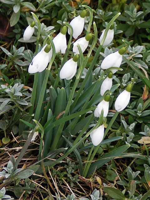 Perce-neige