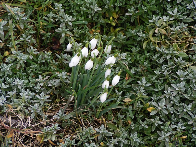 Les fleurs de l'hiver sous la neige