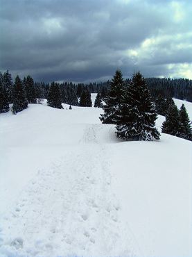 Traces de skieurs dans la neige
