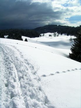 Traces de pas dans la neige