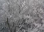 arbres