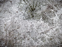 branches avec du givre