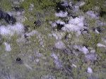 eau neige