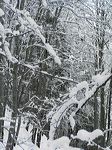 neige accumulée sur les branchages