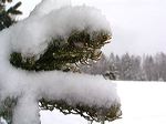 branche de sapin couverte