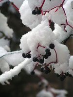 Sur la vigne vierge