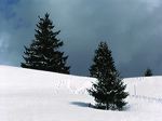 paysage avec des sapins et pistes de ski