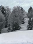 pente boisée en montagne