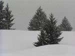 des jeunes sapins sous l'averse de neige