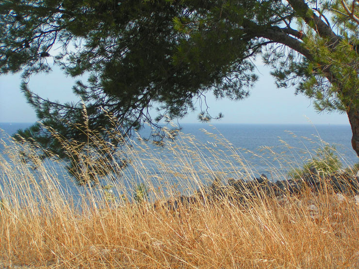 Arbre et mer en Provence