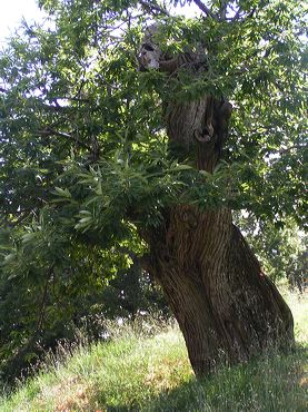 Vieux châtaignier provençal