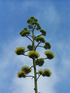 Fleur agave