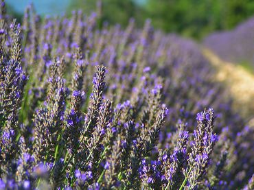 Lavande Provence