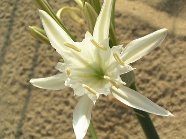 Lys des sables