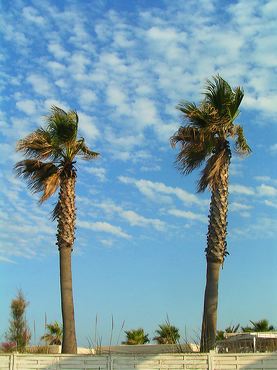 les palmiers au bord de la plage à Saint-Tropez