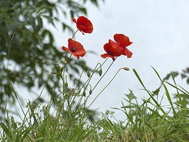 photo de 4 fleurs de coquelicots