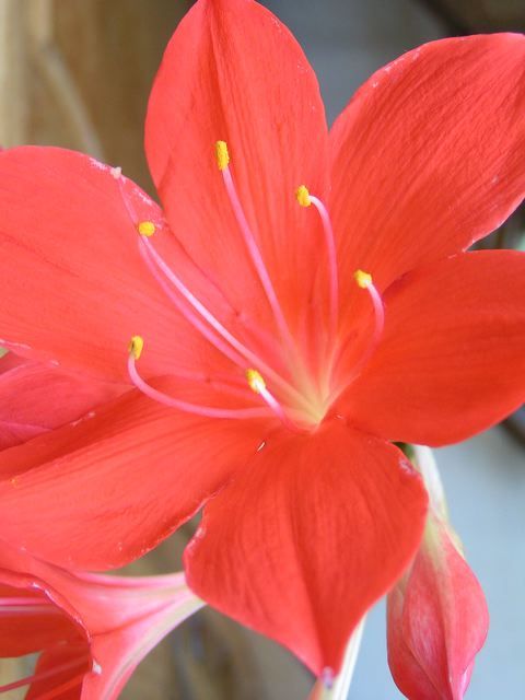 Fleur d'amaryllis image gratuite