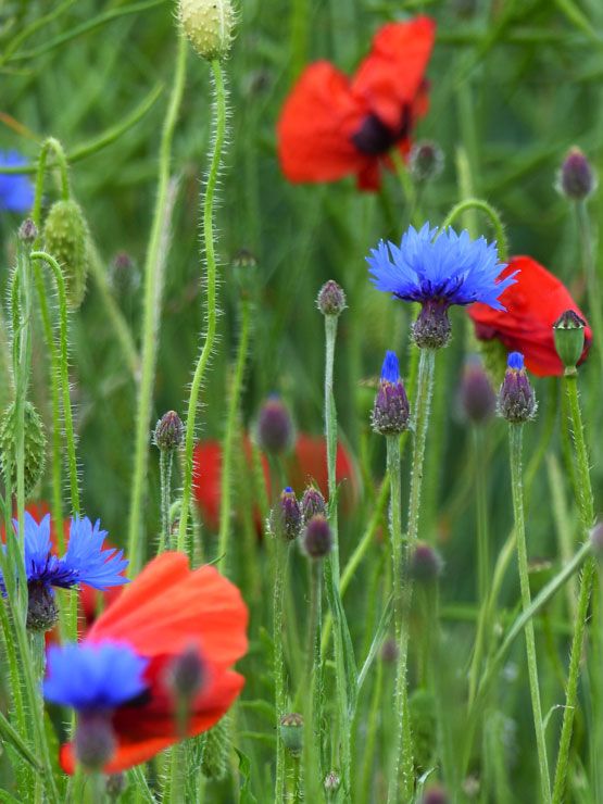 Bleuets et coquelicots image gratuite