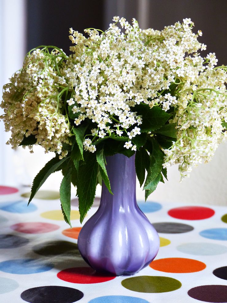 image gratuite d'un bouquet de fleurs de sureau