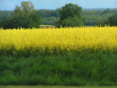 Colza en fleurs image gratuite