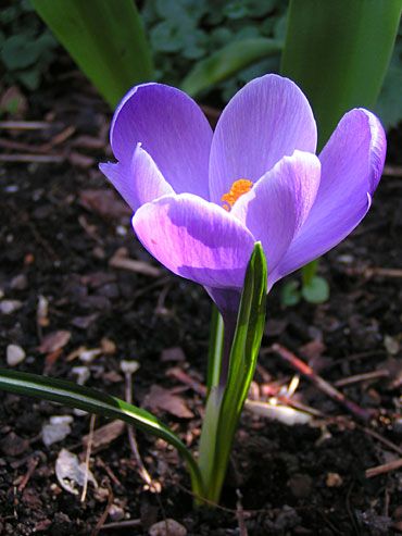 Crocus Violet image gratuite