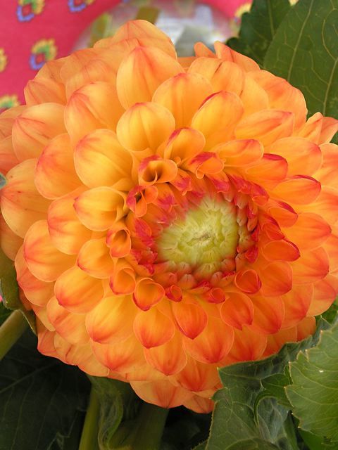 Dahlia orange image gratuite