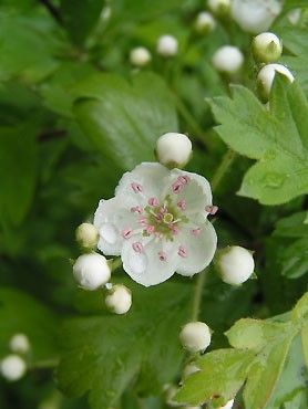 l'aubépine est fleurie