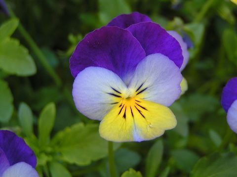 Fleur de pensée sauvage image gratuite