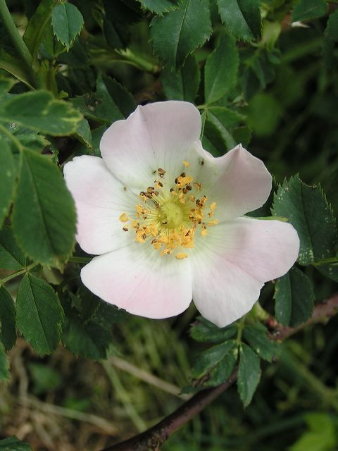 Fleur d'églantine image gratuite