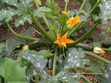 fleurs de courge