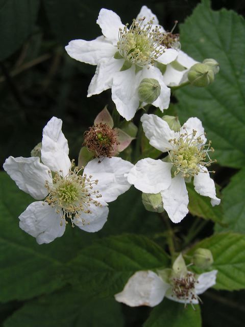 Fleurs de mûres image gratuite