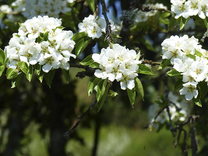 arbre en fleurs dans le verger