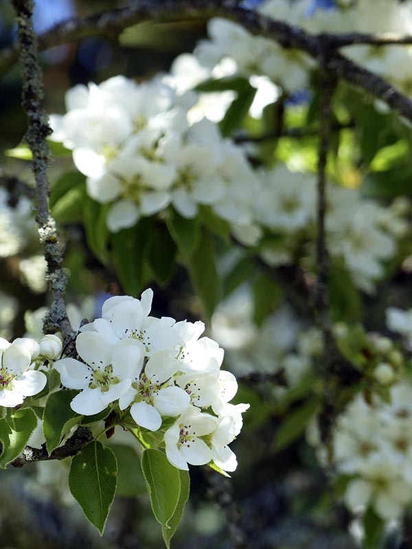 fleurs de poirier vues de près