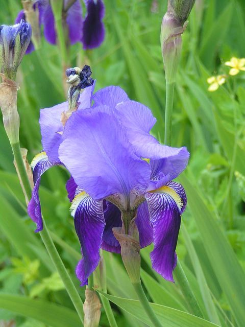 Iris bleu foncé image gratuite