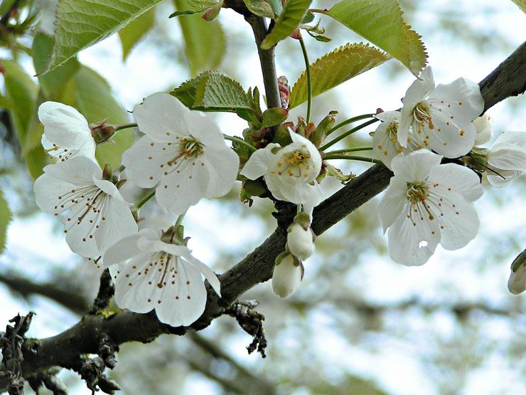 Jolies fleurs de cerisier image gratuite