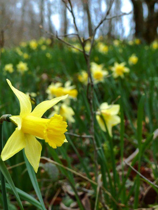 Jonquilles dans les bois image gratuite