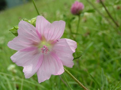 La mauve image gratuite