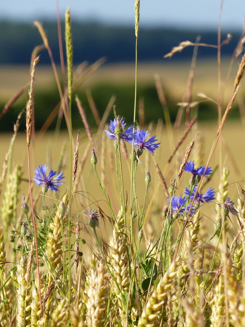 Les bleuets image gratuite