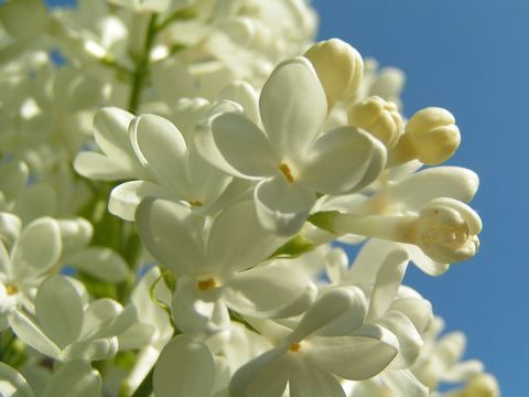 Lilas blanc image gratuite