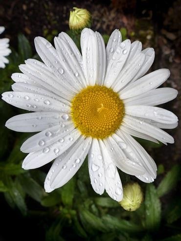 Gouttes d'eau sur une fleur de marguerite image gratuite