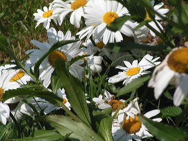 photo gratuite de marguerites