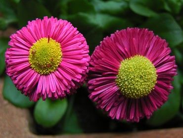 les pâquerettes du jardin couleur rose vif