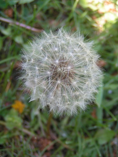 Fleur de pissenlit blanc image gratuite