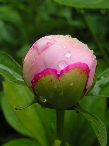 bouton de pivoine sous les grosses gouttes de rosée