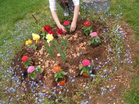 Plantations de fleurs dans un massif image gratuite